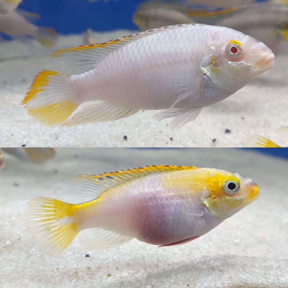 Cichlid-Kribensis-Breeding-Pair (1)