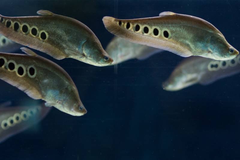 Clown-Knifefish