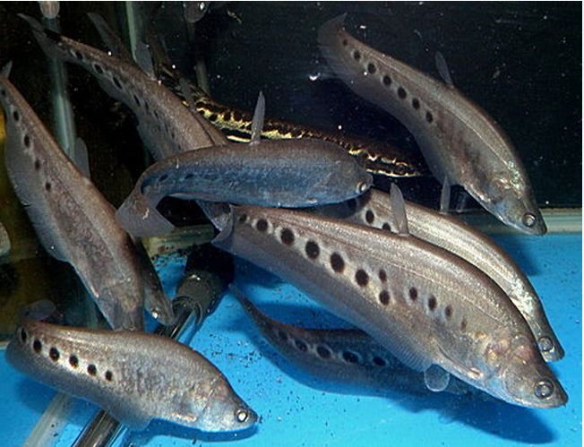 Clown-or-Spotted-Knifefish-2