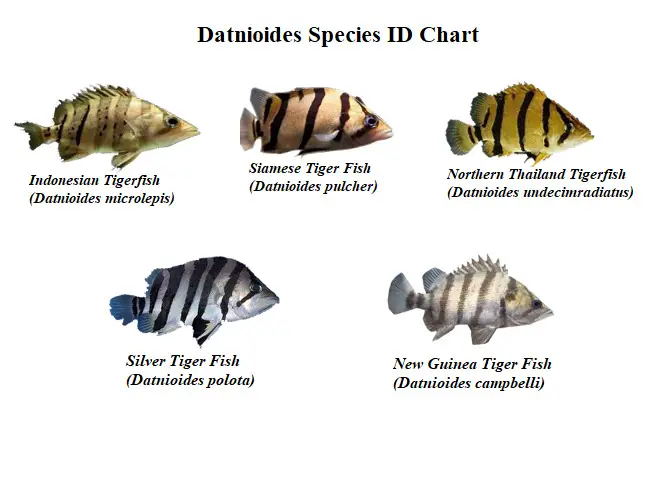 Datnioides-Species-ID-Chart