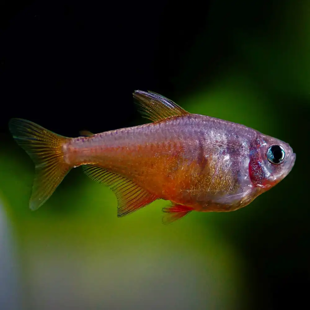 Flame-Tetra-or-Hyphessobrycon-flammeus