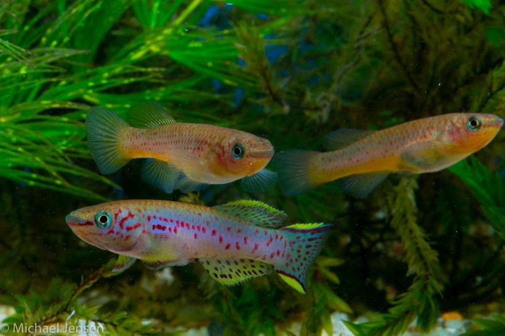 Fundulopanchax-Gardneri-4-1024x683