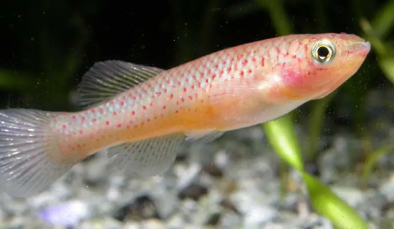 Fundulopanchax_gardneri_female