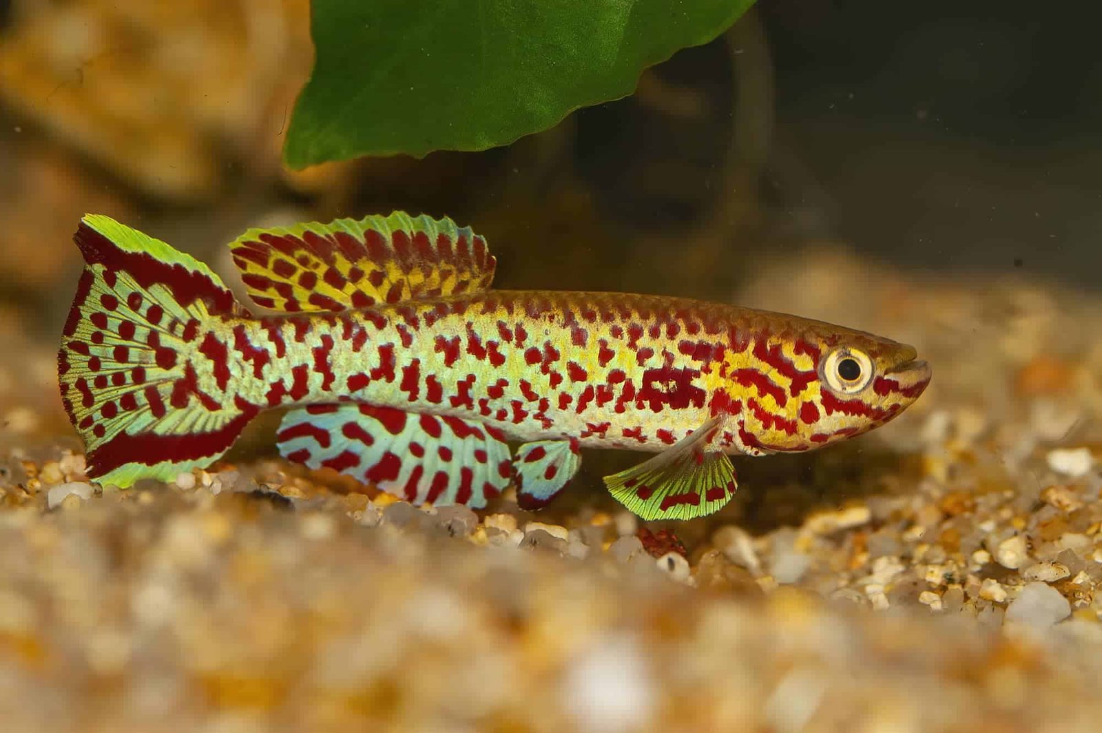 Gardneri-Killifish