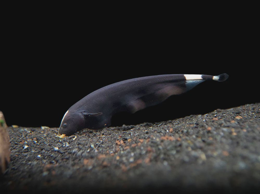Ghost-Knife-16cm-jpg_1000x
