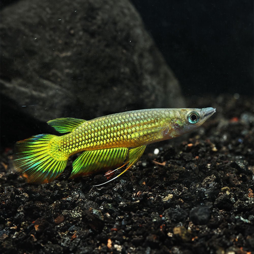 Golden-Wonder-Killifish_1200x