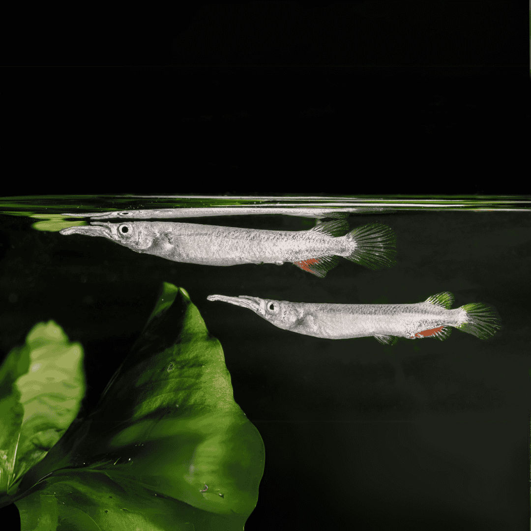 HalfBeakPlantedtankfishEach