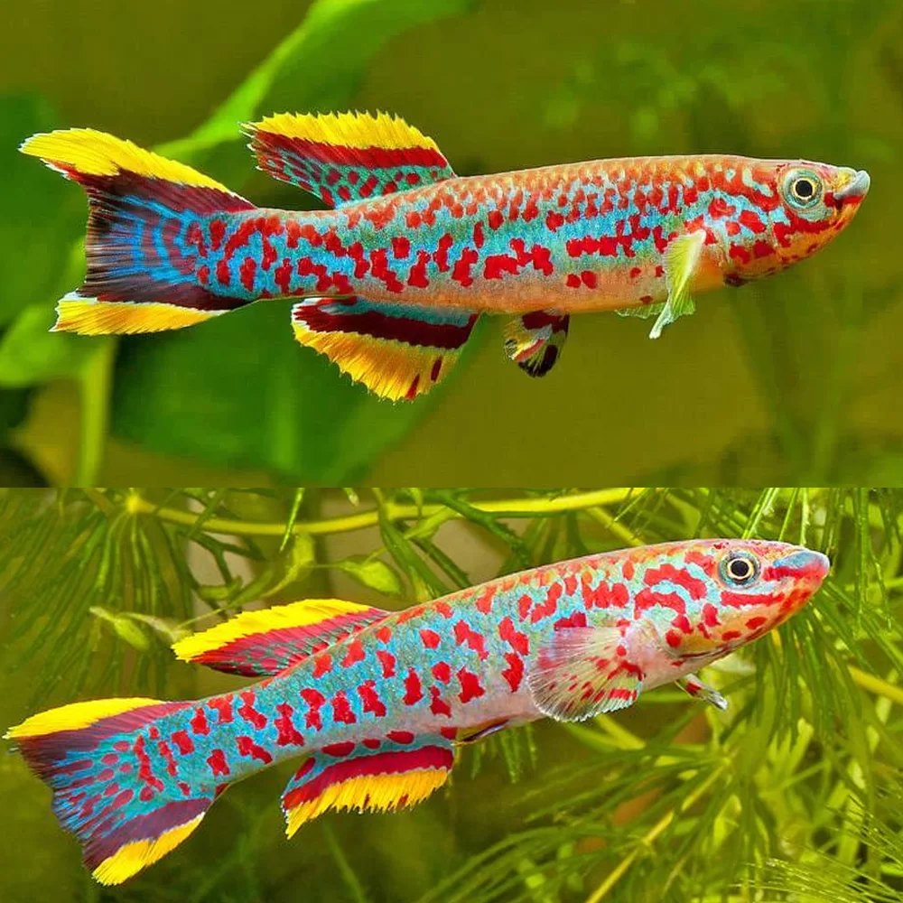 Killifish-Gardneri
