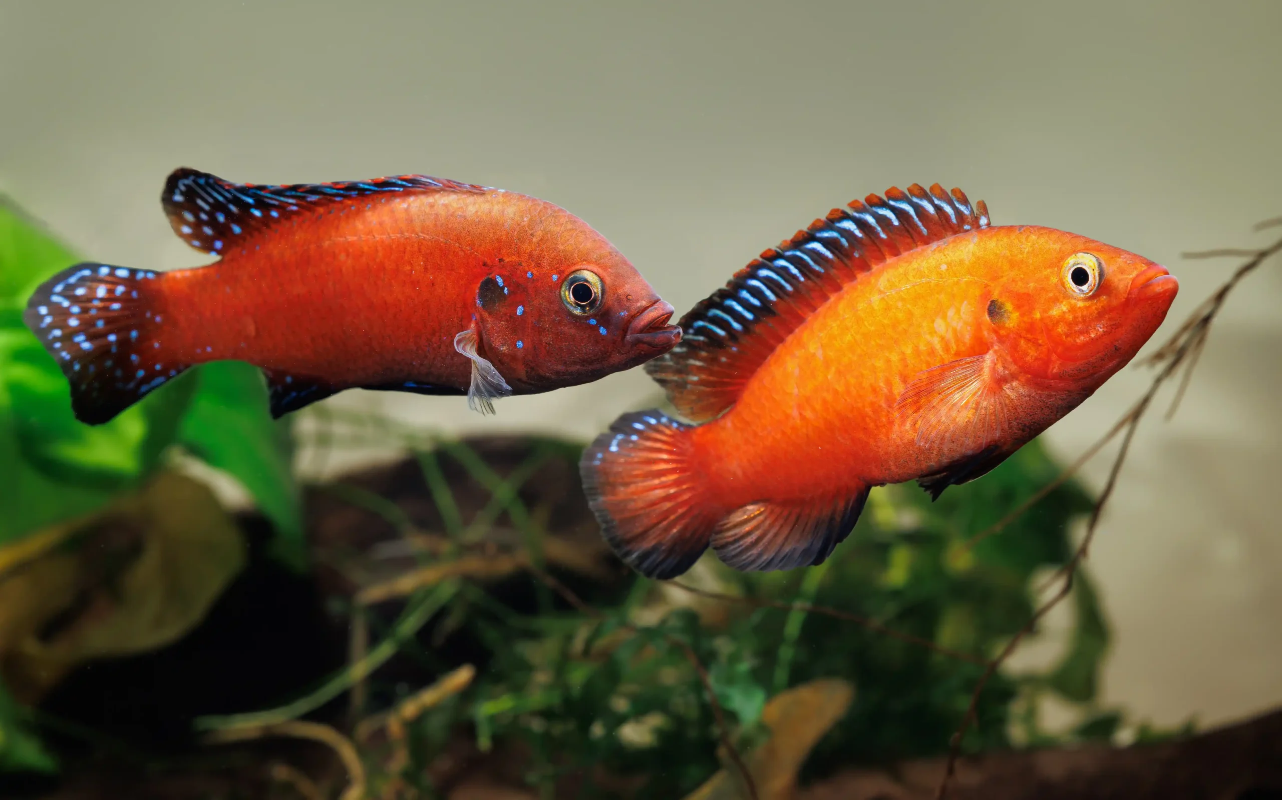 Laketurkanajewelcichlid-3