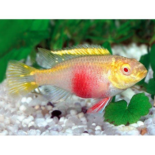 Pelvicachromis pulcher gold-albino-500x500