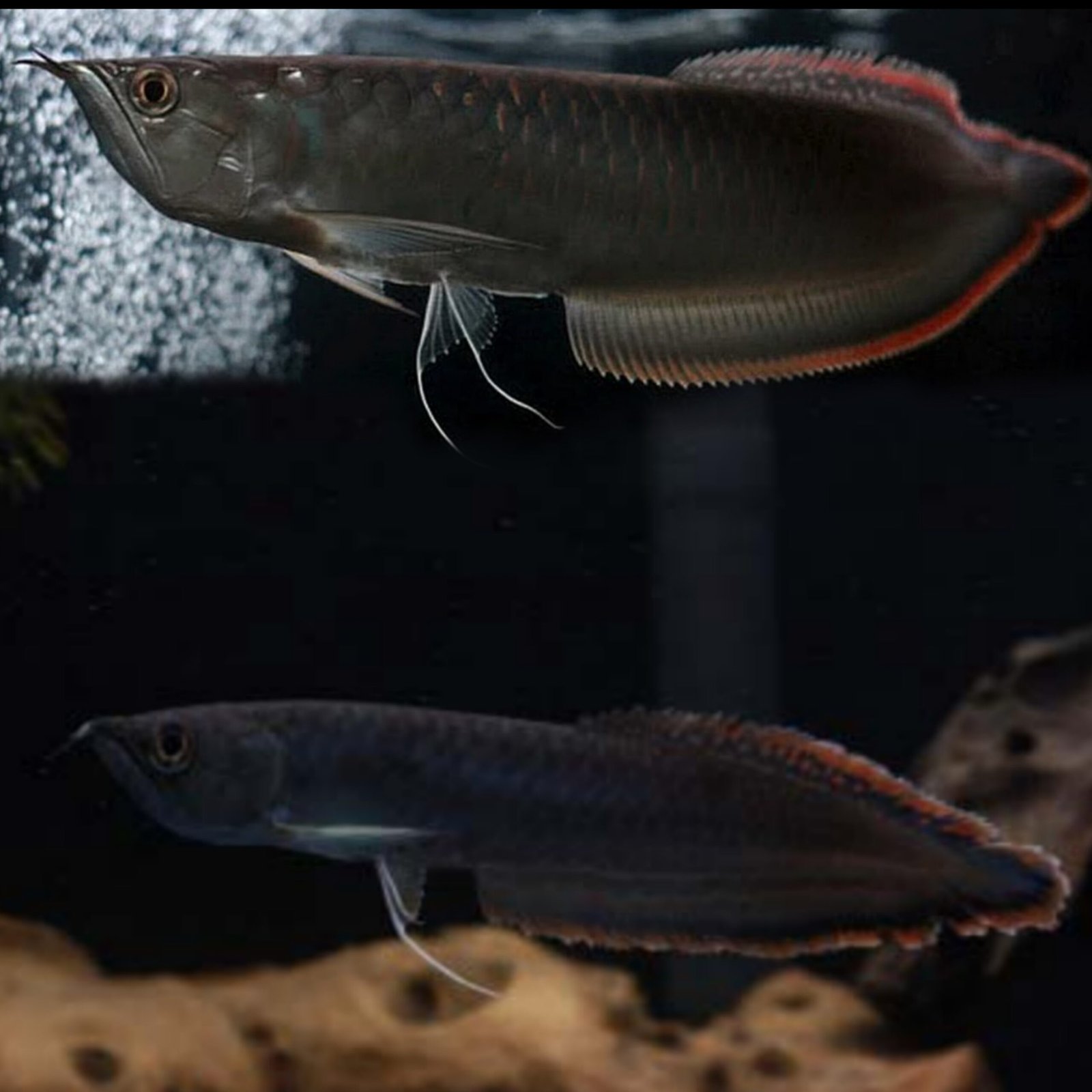 Picsart_25-10-23_18-15-22-406