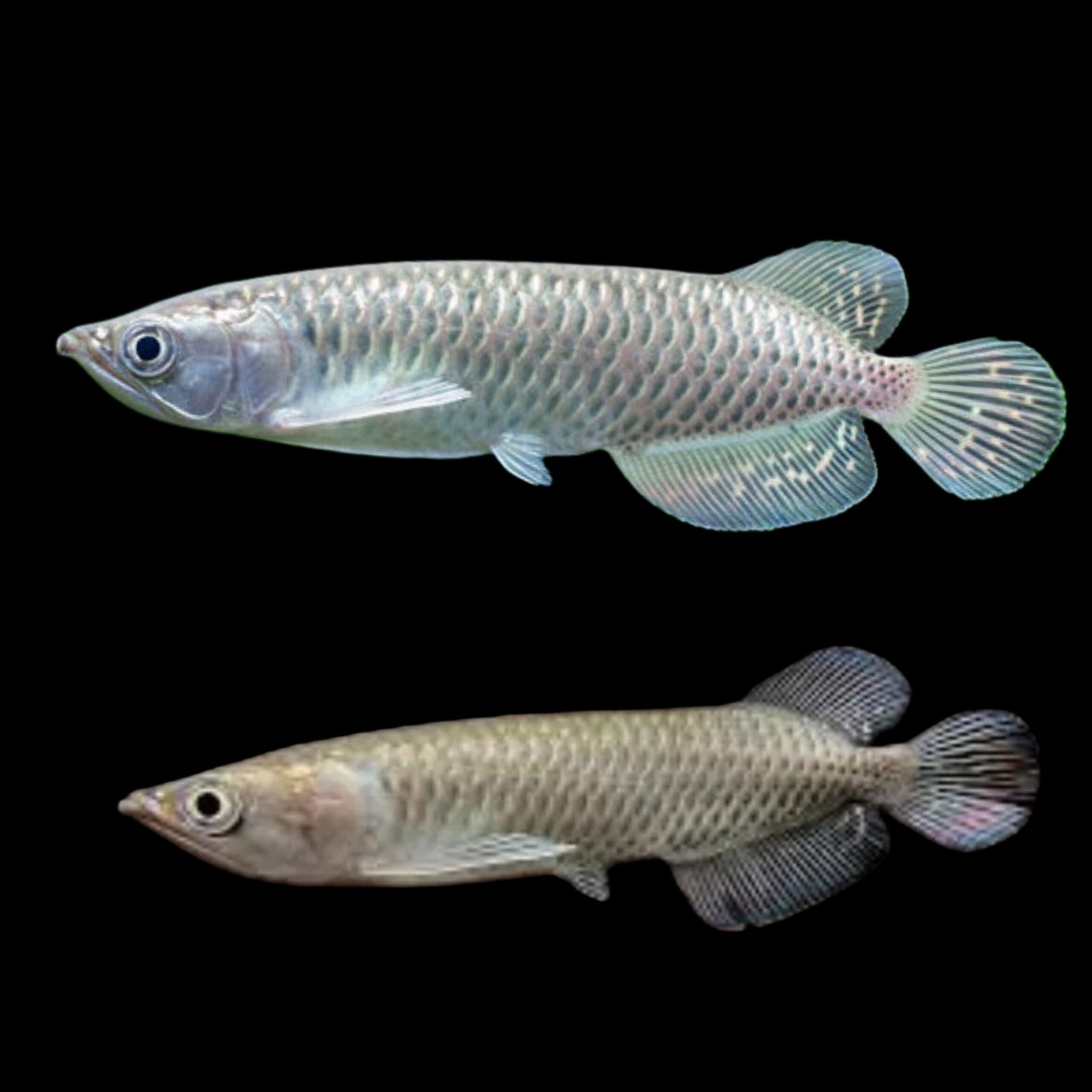 Picsart_25-10-23_18-25-25-262