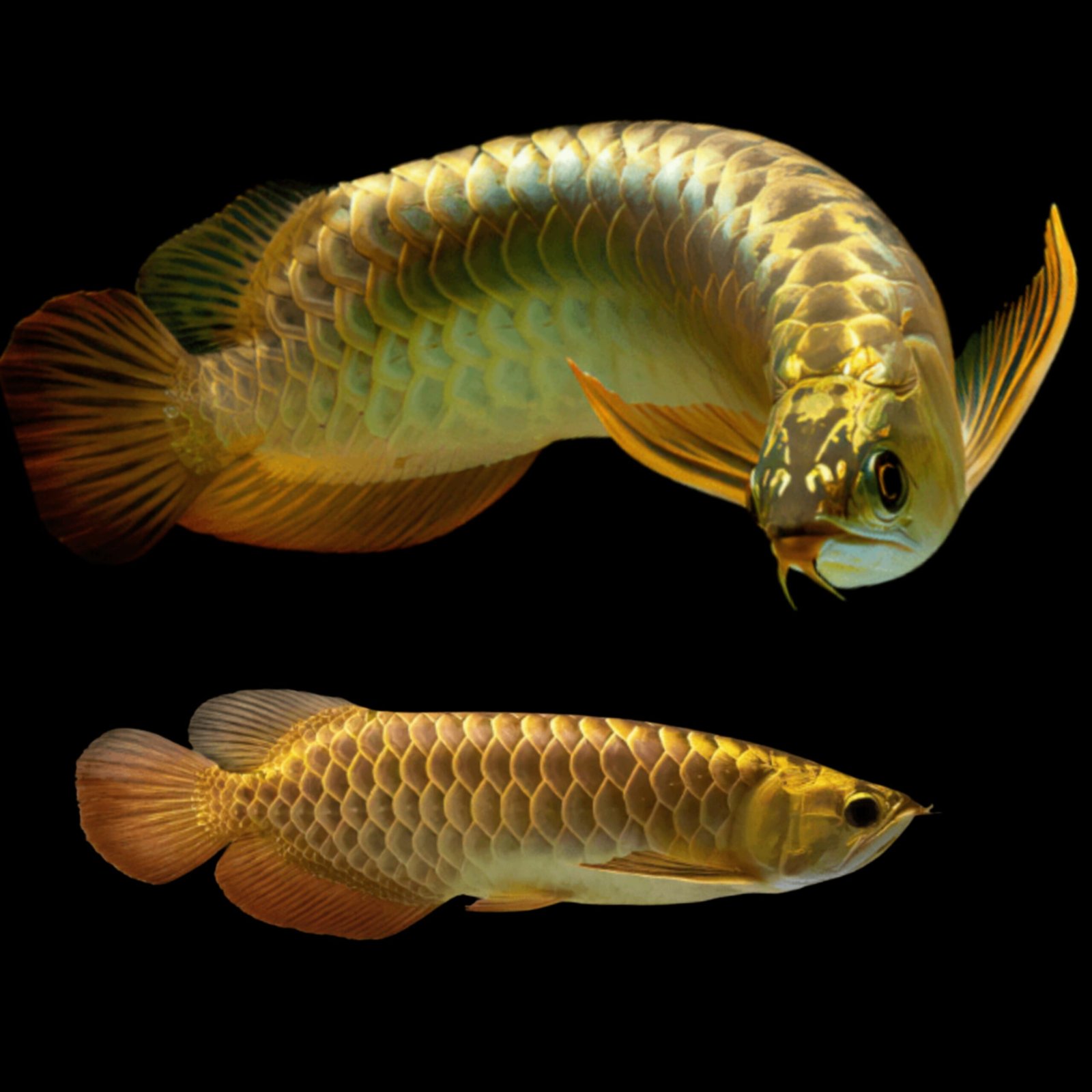 Picsart_25-10-23_18-50-26-179