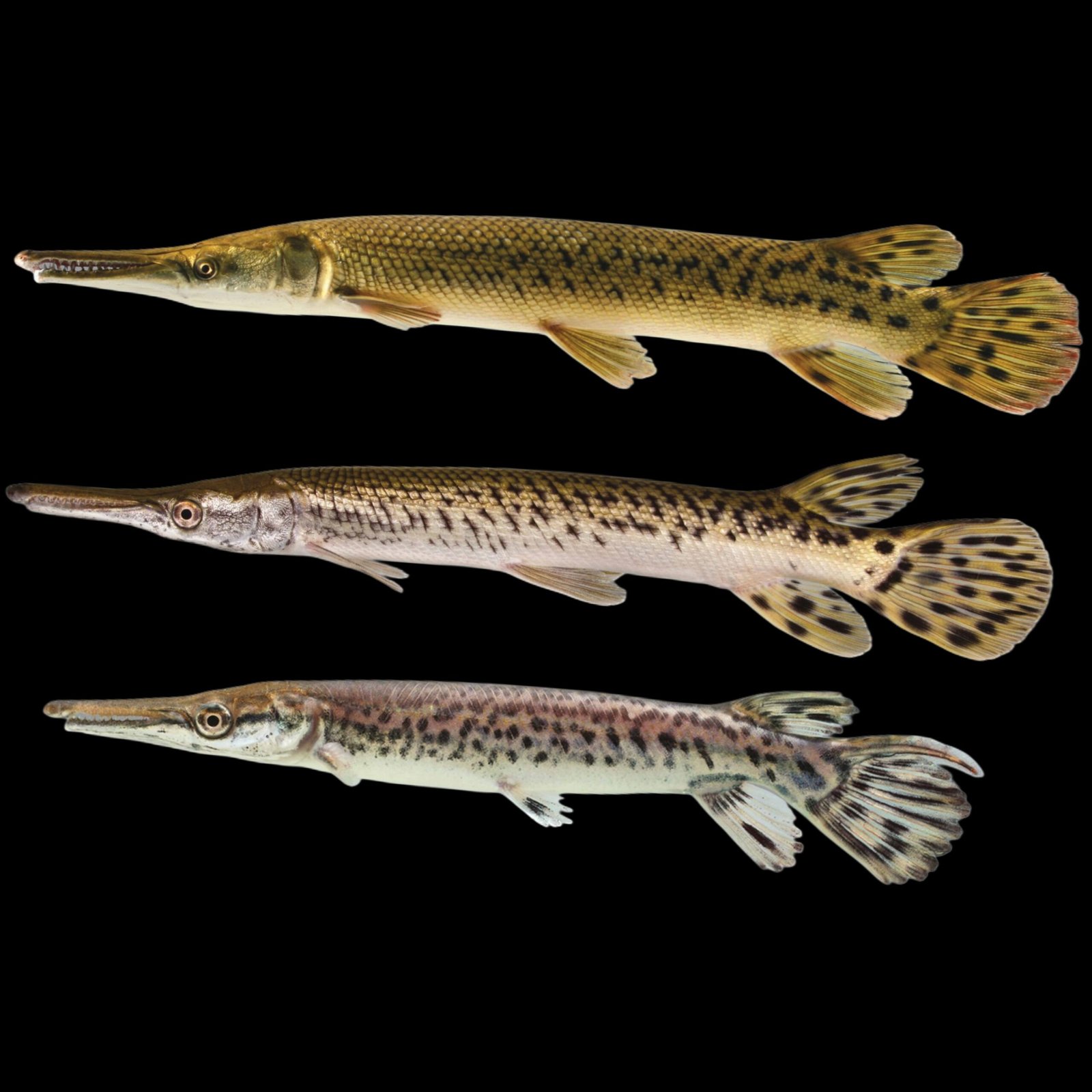 Picsart_25-10-24_10-13-17-080