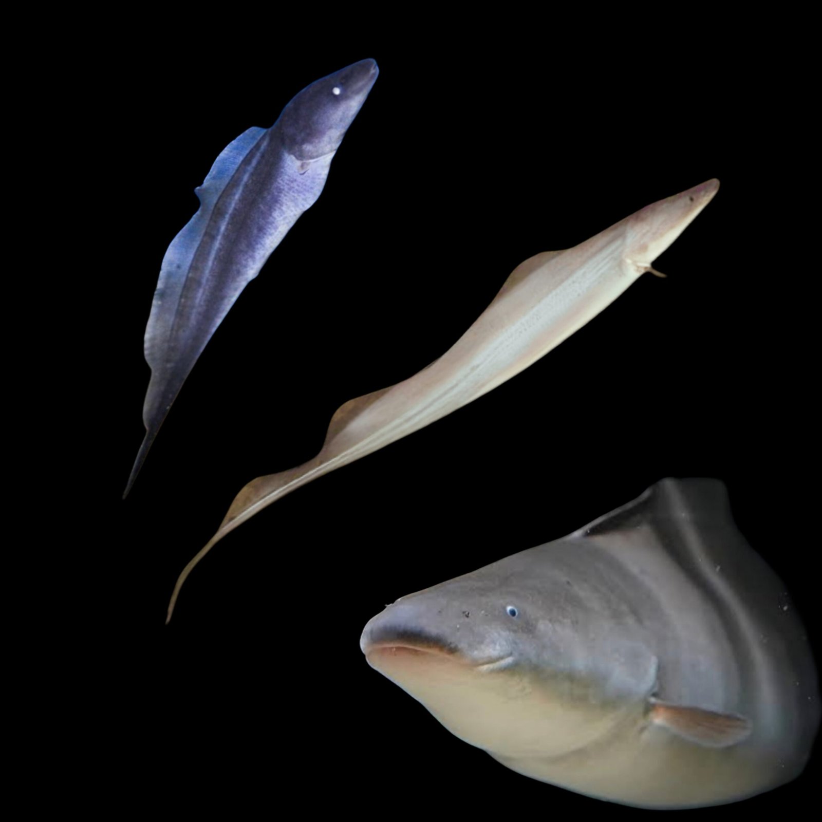 Picsart_25-10-24_10-52-48-357