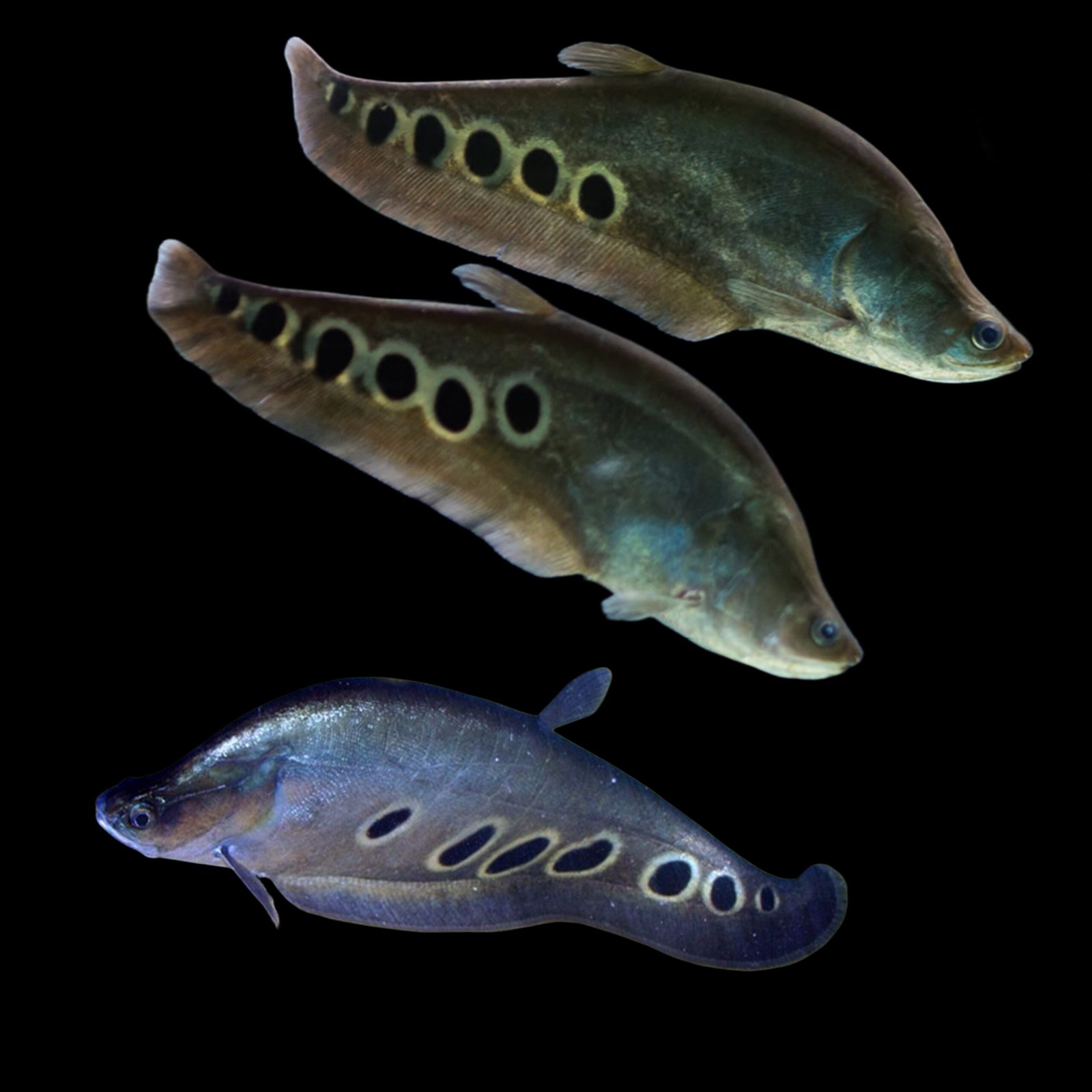 Picsart_25-10-24_12-10-56-773