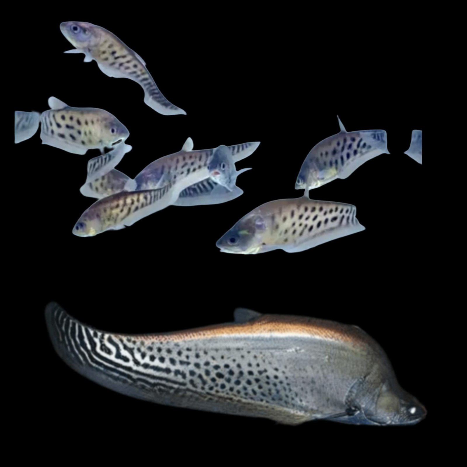 Picsart_25-10-24_12-32-05-804