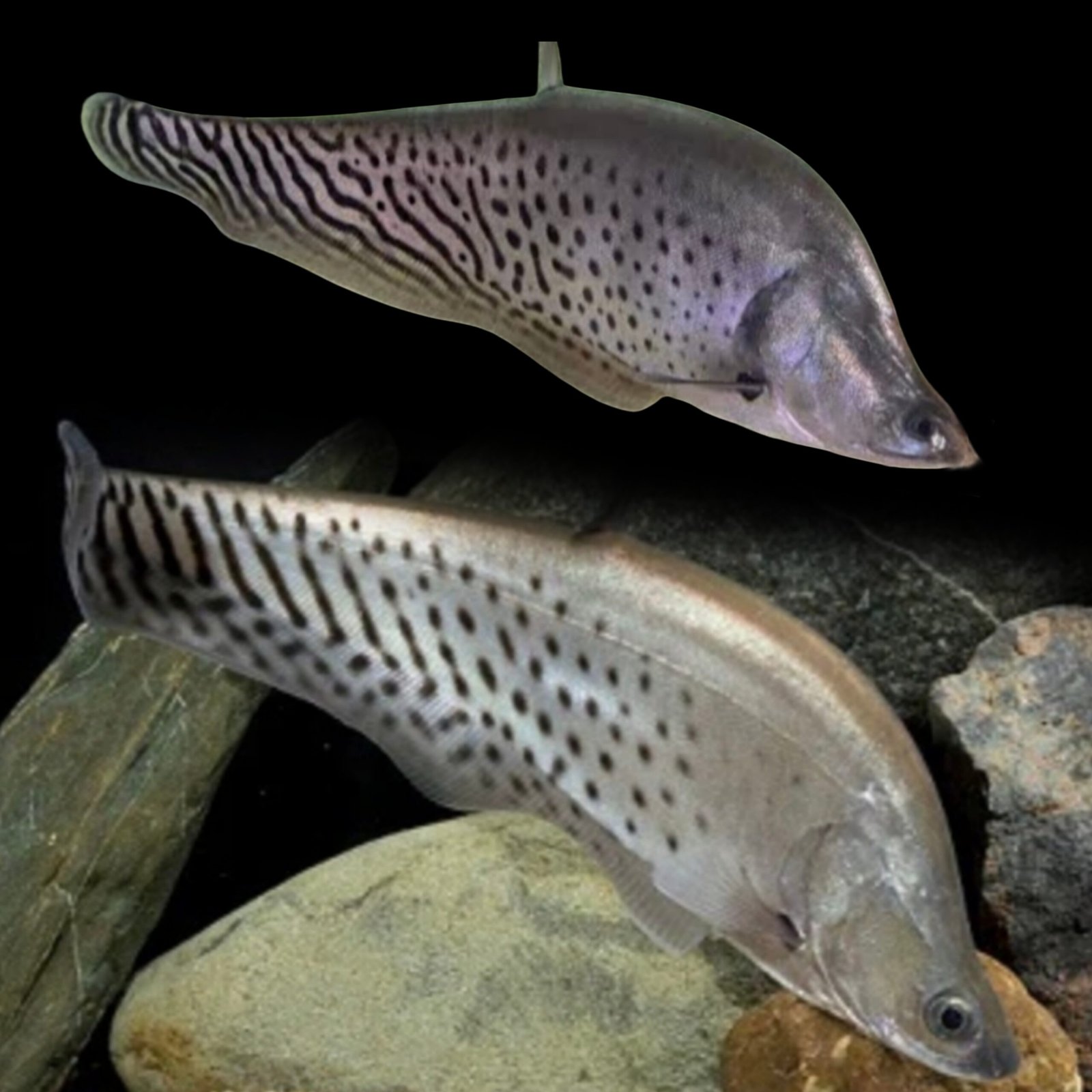 Picsart_25-10-24_12-36-49-838