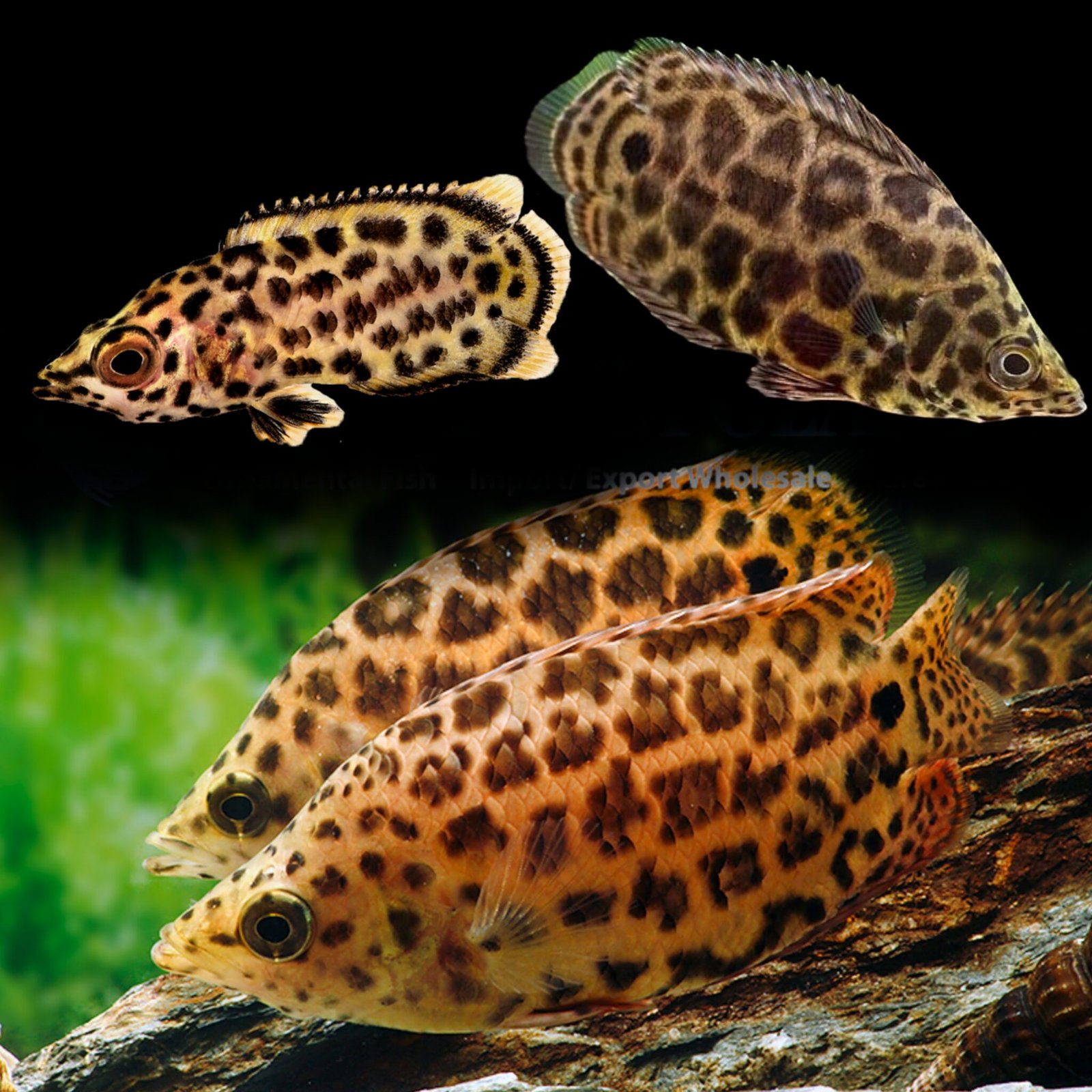 Leopard Box Fish (RDDD) Leopard Gourami (Trichogaster leeri) – SNK Aqua Pets | Live ...