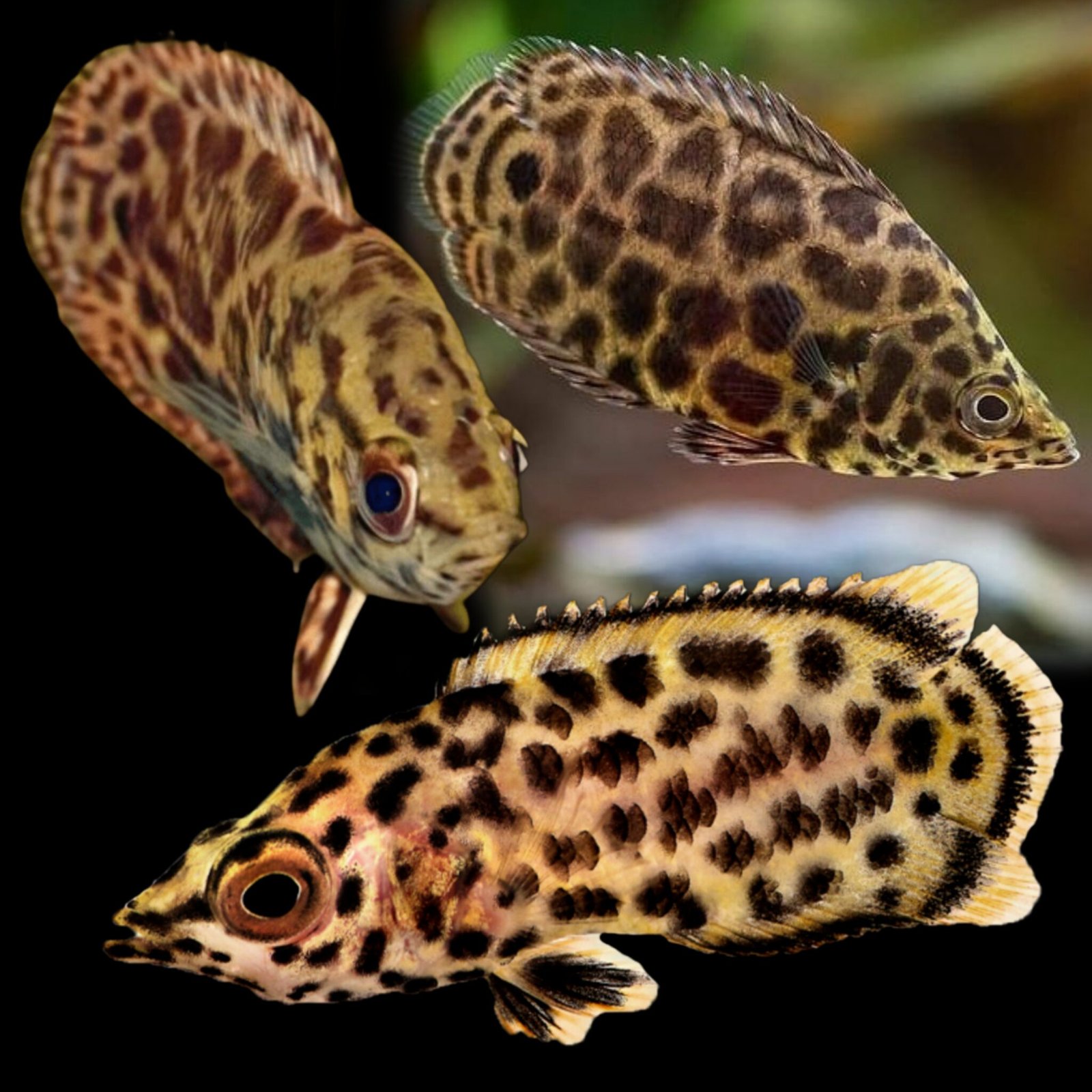 (RDDD) Leopard Gourami (Trichogaster leeri) – SNK Aqua Pets | Live ...