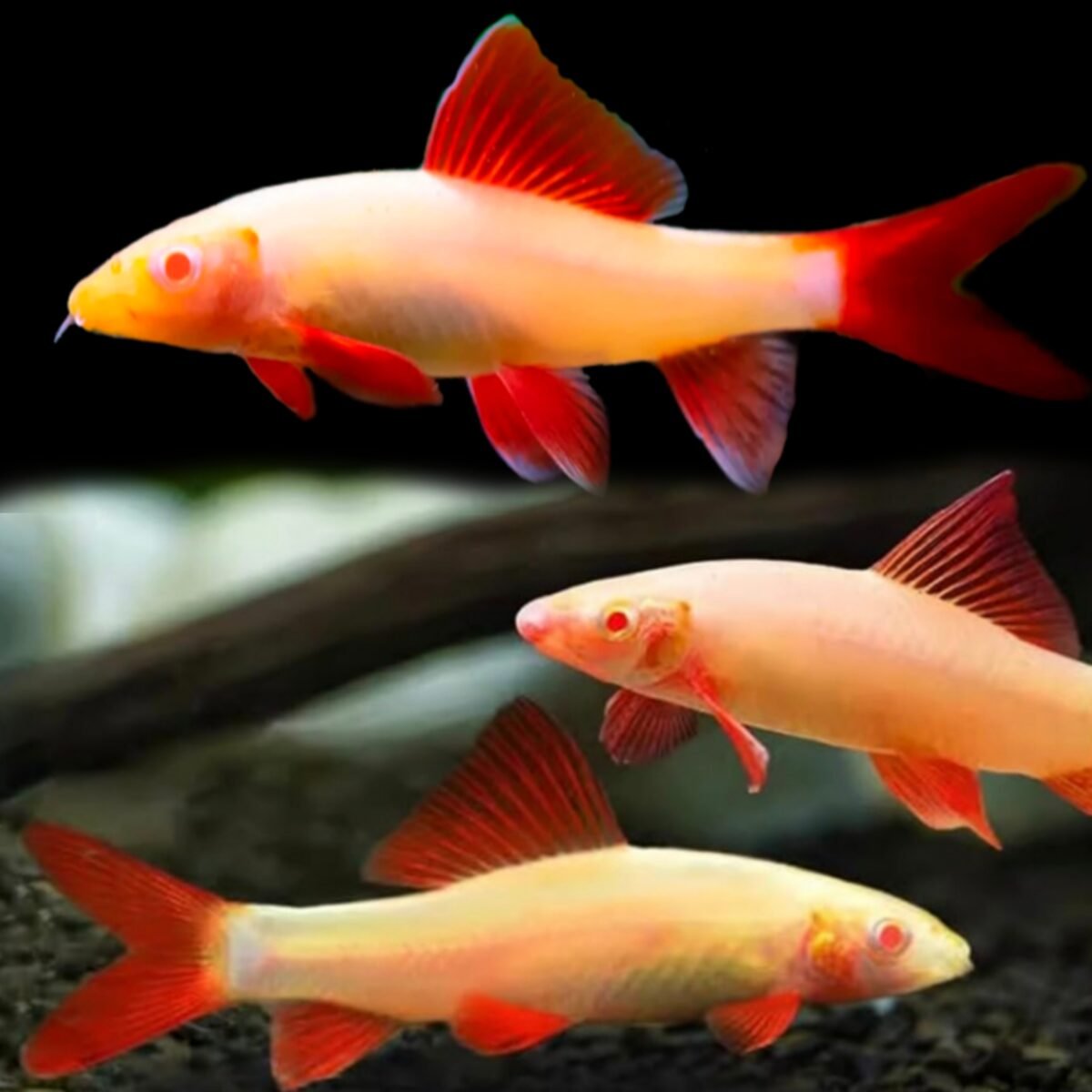(ZA) Albino Rainbow Shark (Epalzeorhynchos frenatum – Albino Variant ...