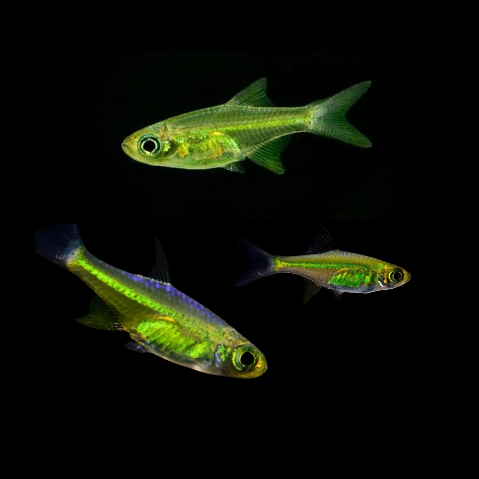 Picsart_25-10-24_15-01-29-901