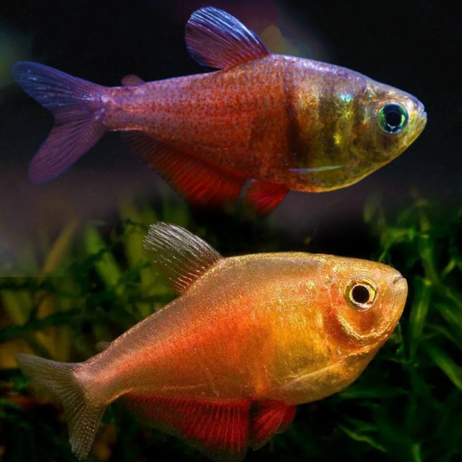 Picsart_25-10-24_16-36-15-456