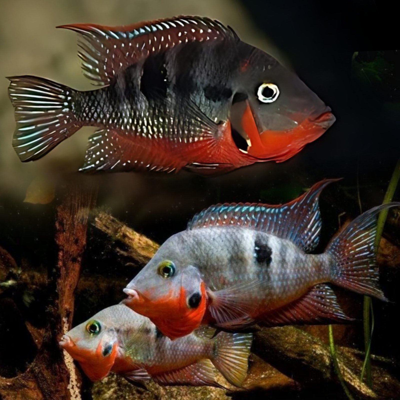 Picsart_25-10-24_17-08-33-406