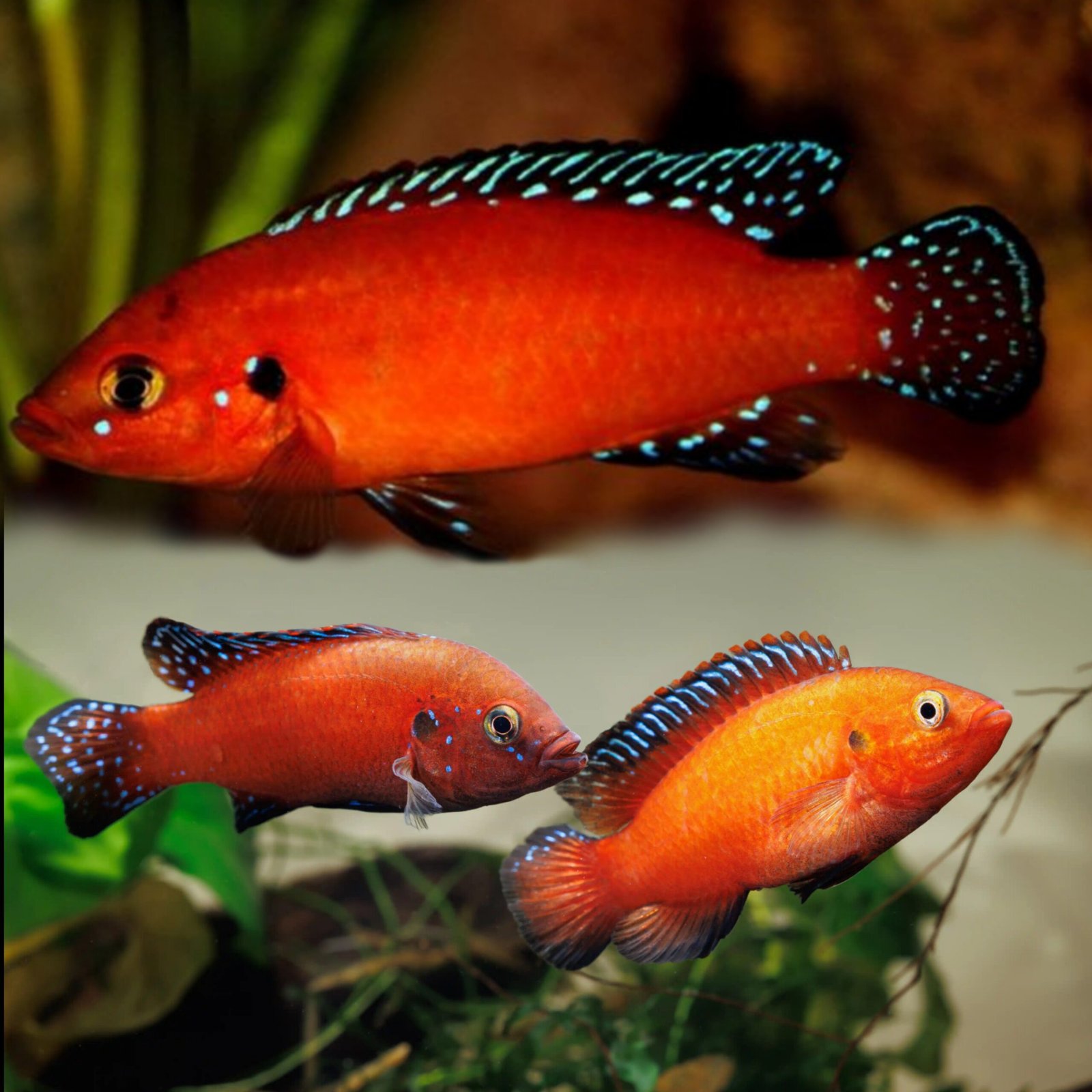 Picsart_25-10-24_17-29-49-872