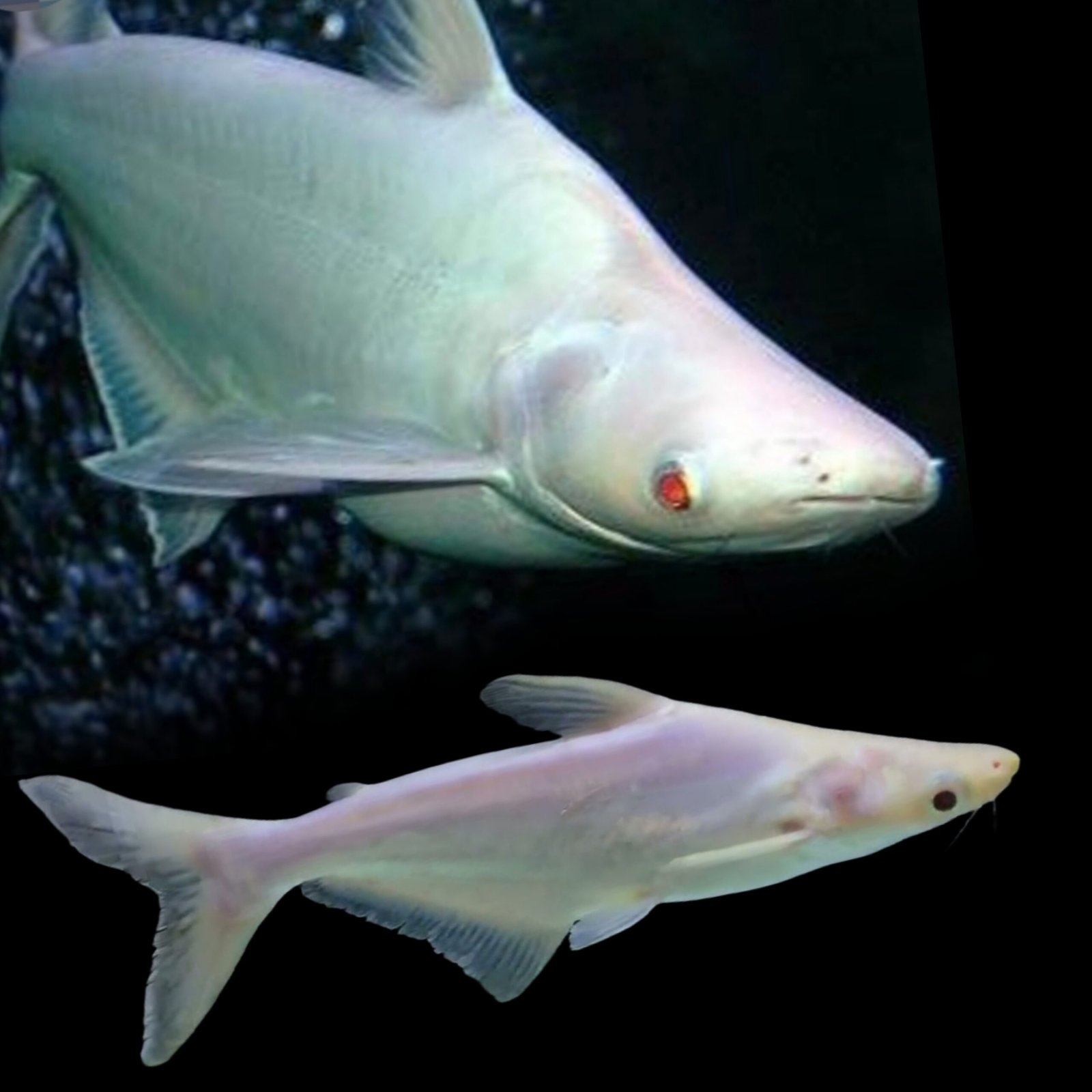 Picsart_25-10-25_14-30-53-499