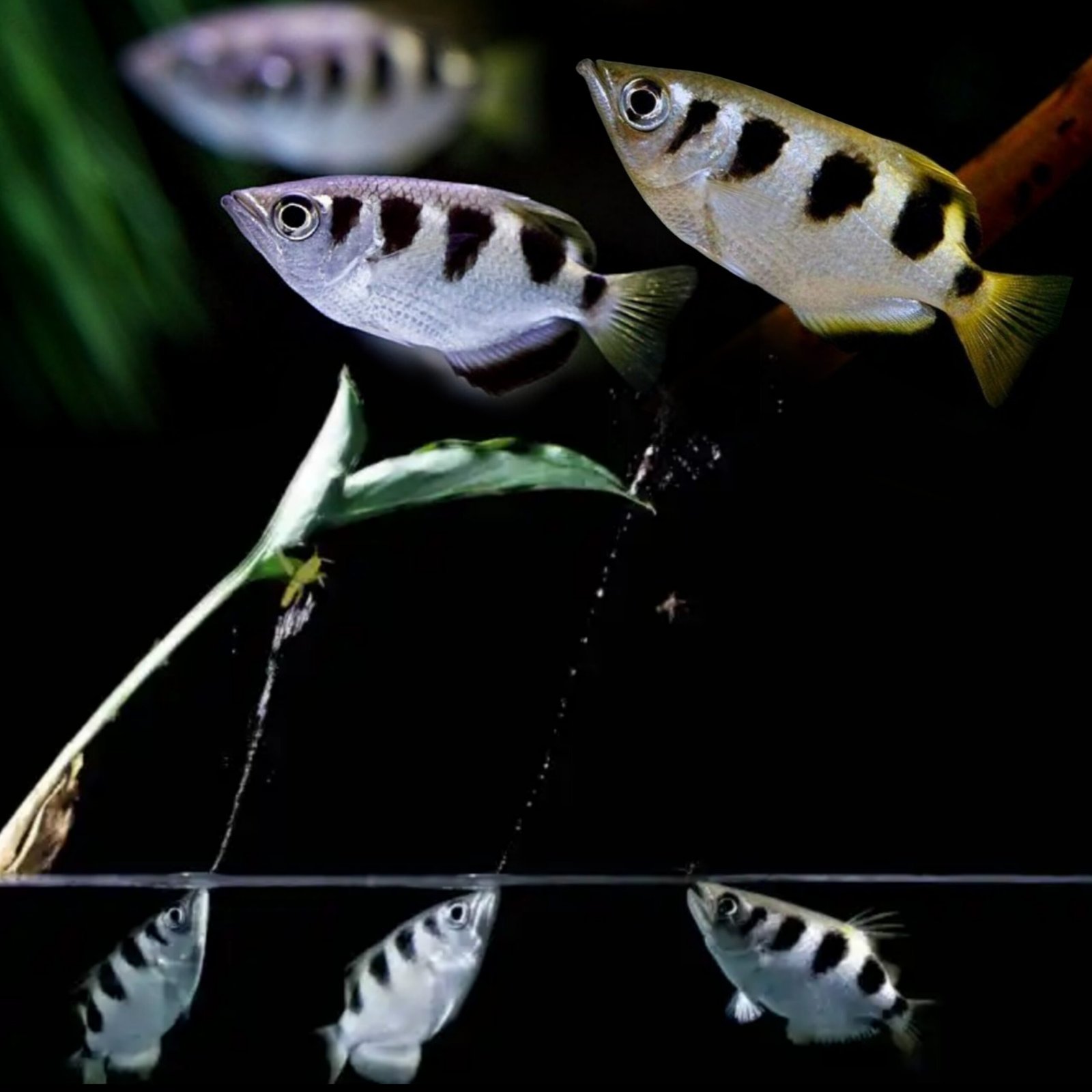 Picsart_25-10-25_14-59-23-987