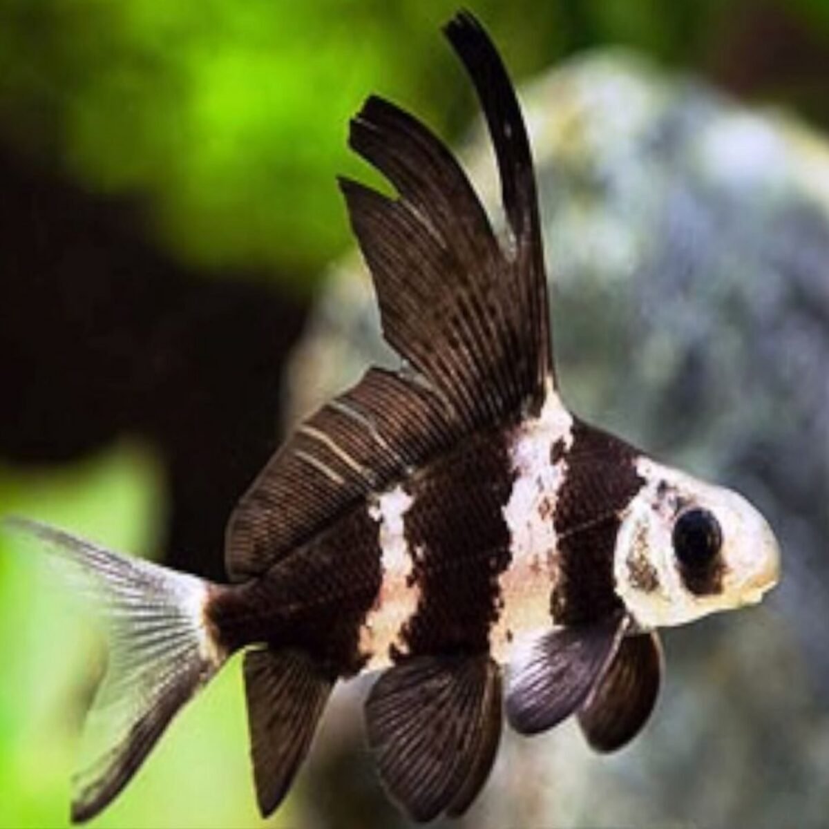 (L1) Asiatic Loach – SNK Aqua Pets | Live Aquarium Fish Chennai