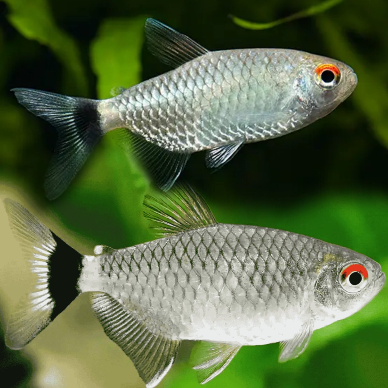 Picsart_25-10-25_15-34-45-072