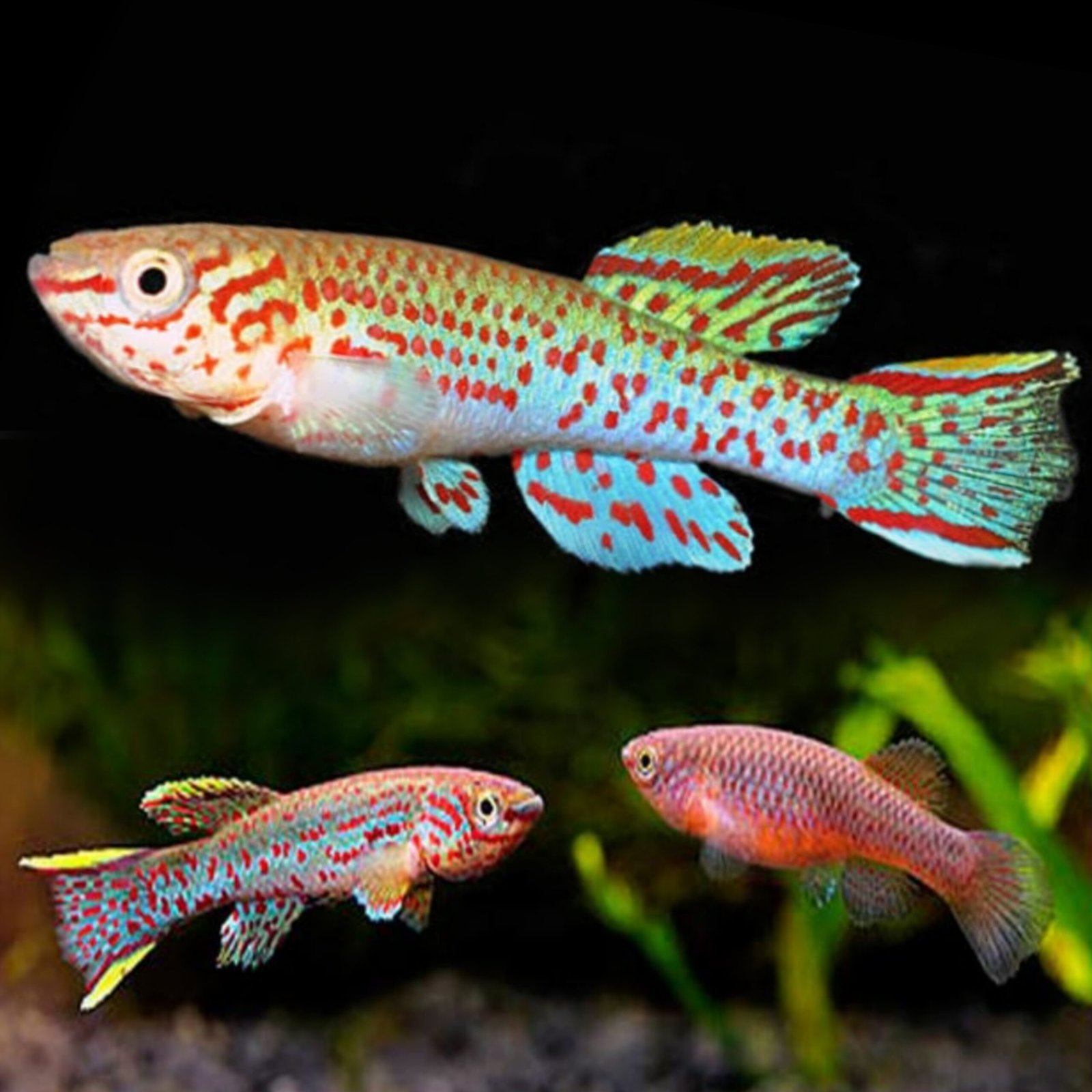 Picsart_25-10-25_16-58-42-309