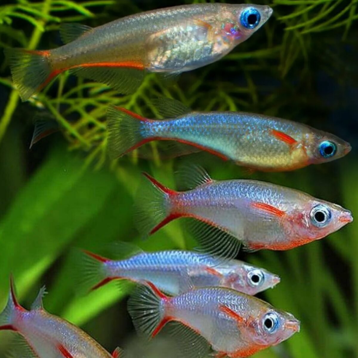 (C311) Daisy Rice Fish (Oryzias woworae) – SNK Aqua Pets | Live ...