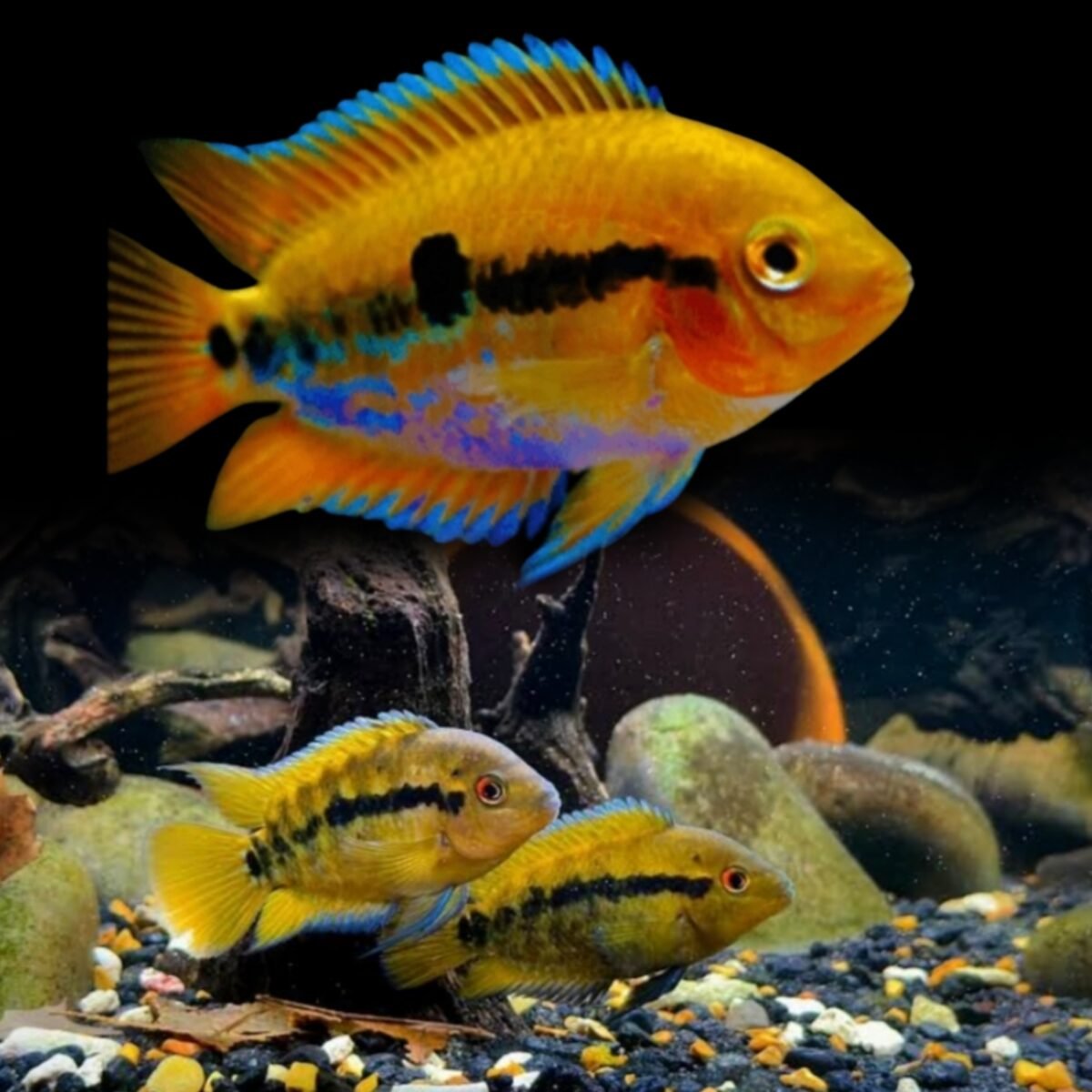 F811) Rainbow Cichlid (≈2 & 3 inches) – SNK Aqua Pets | Live