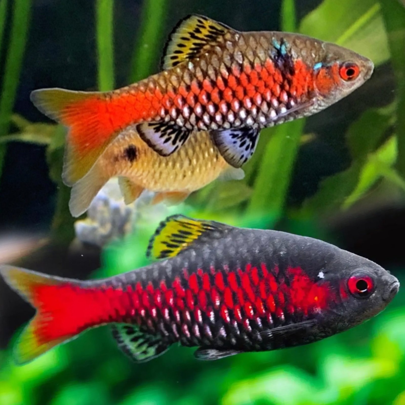 Picsart_25-10-25_23-18-38-613