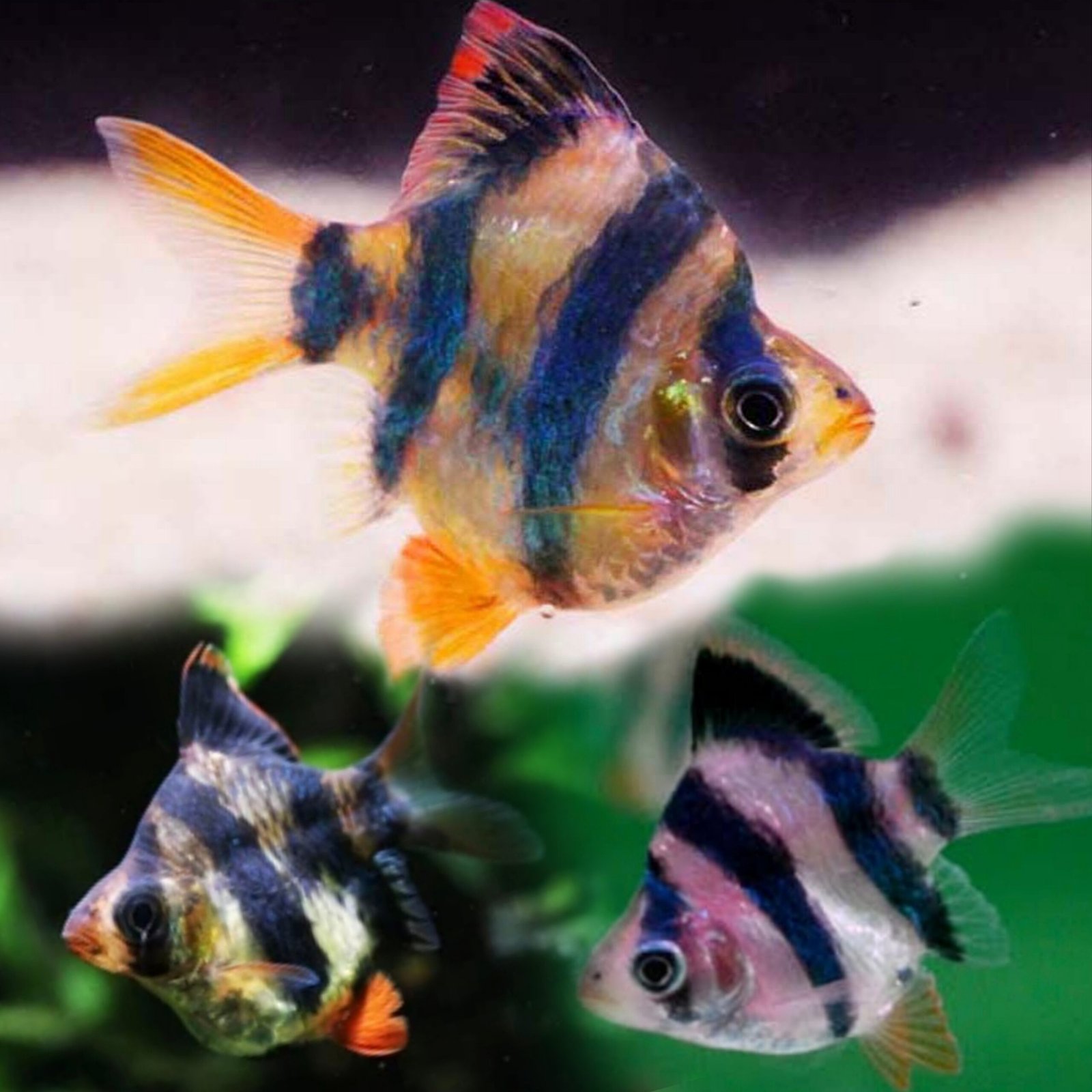 Picsart_25-10-30_22-04-09-548