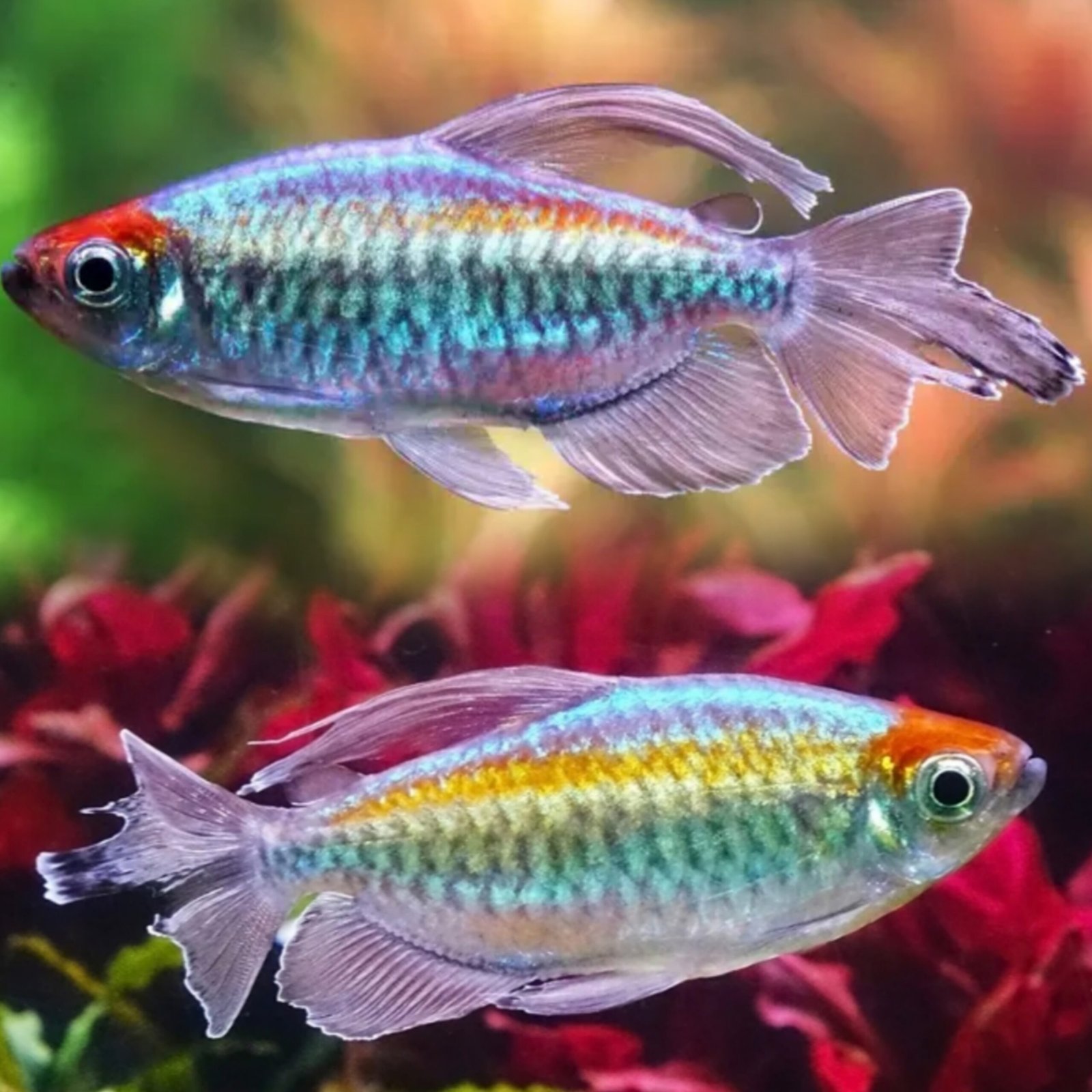 Picsart_25-10-31_01-07-31-989