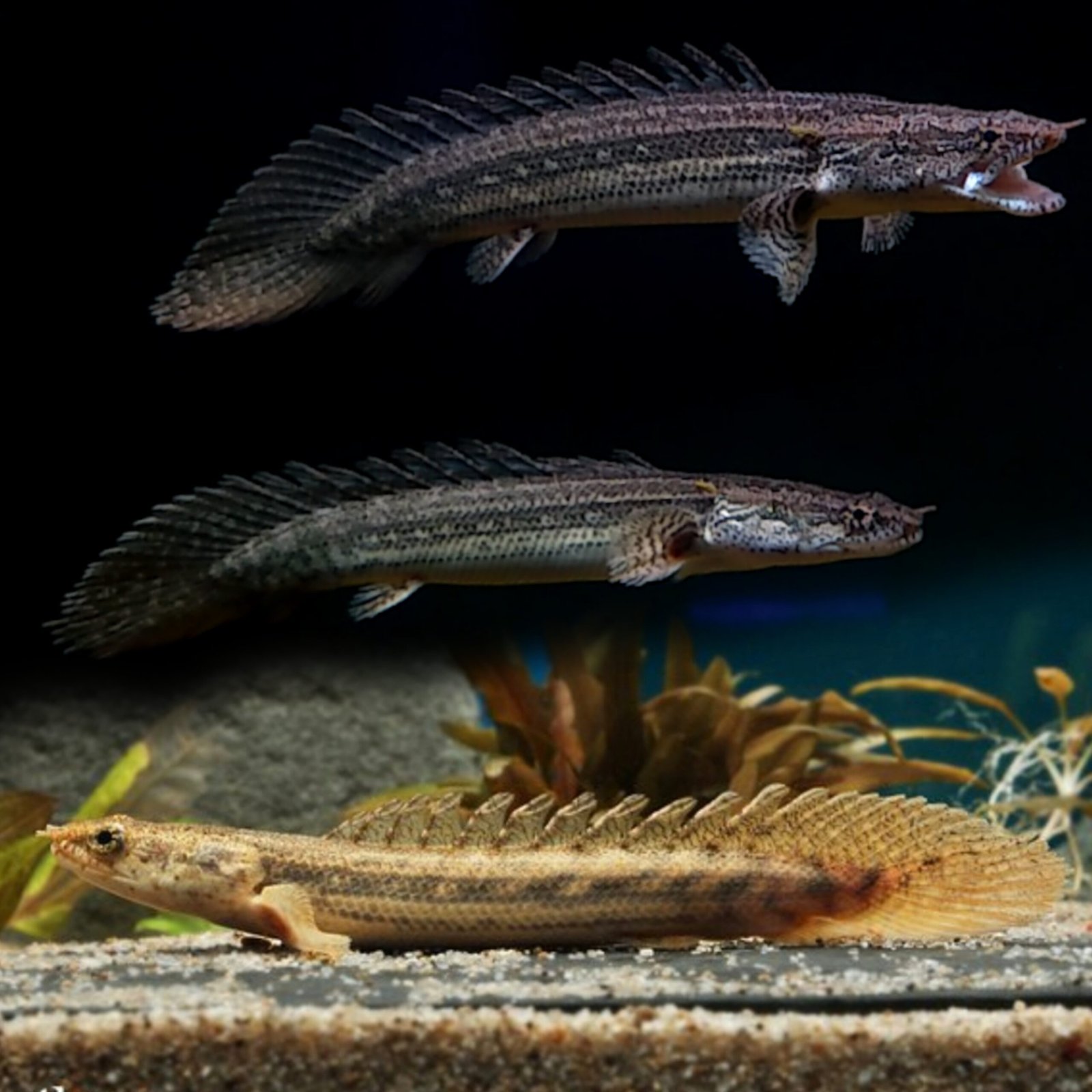 Picsart_25-10-31_01-24-17-646