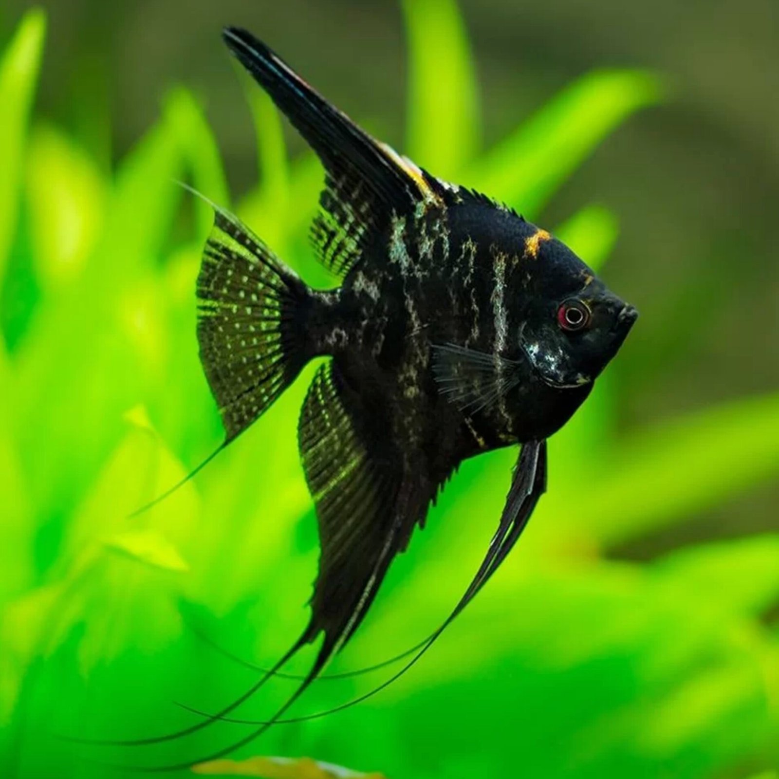 Picsart_25-10-31_22-32-57-914