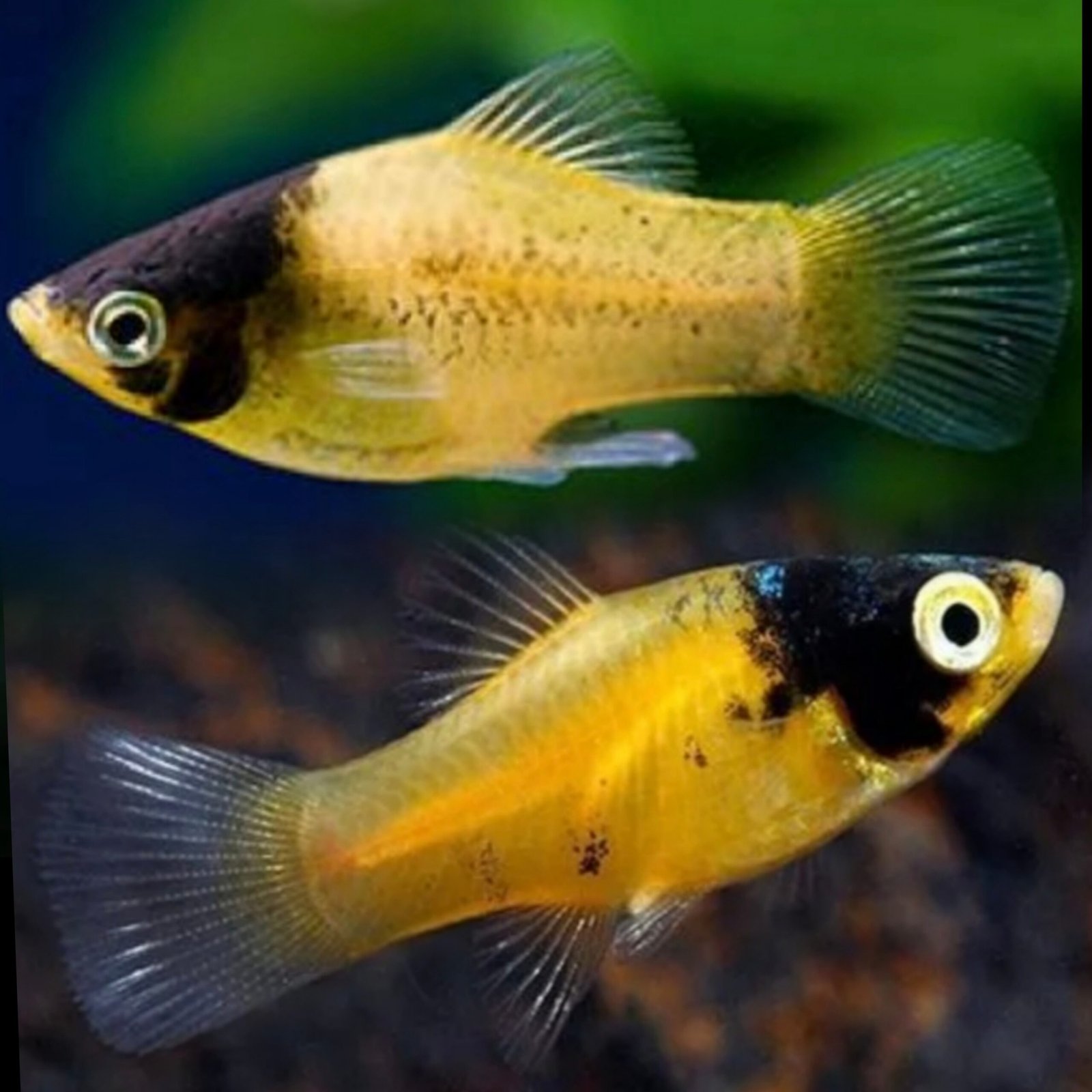 Picsart_25-11-01_00-52-18-174