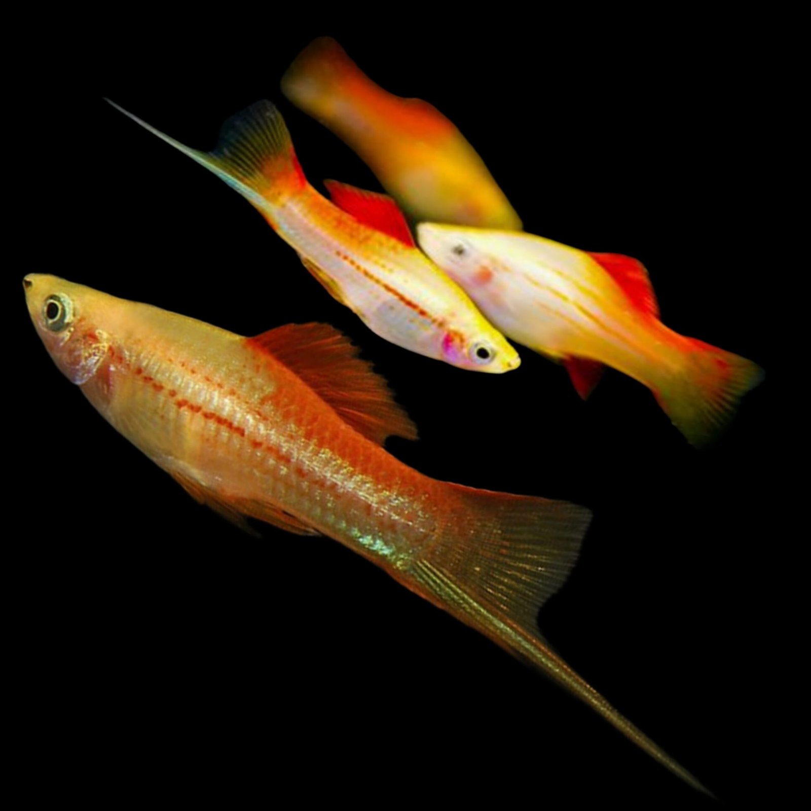 Picsart_25-11-01_01-57-29-940