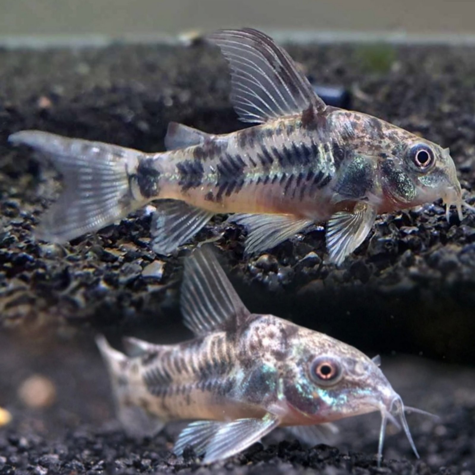 Picsart_25-11-10_14-33-03-248