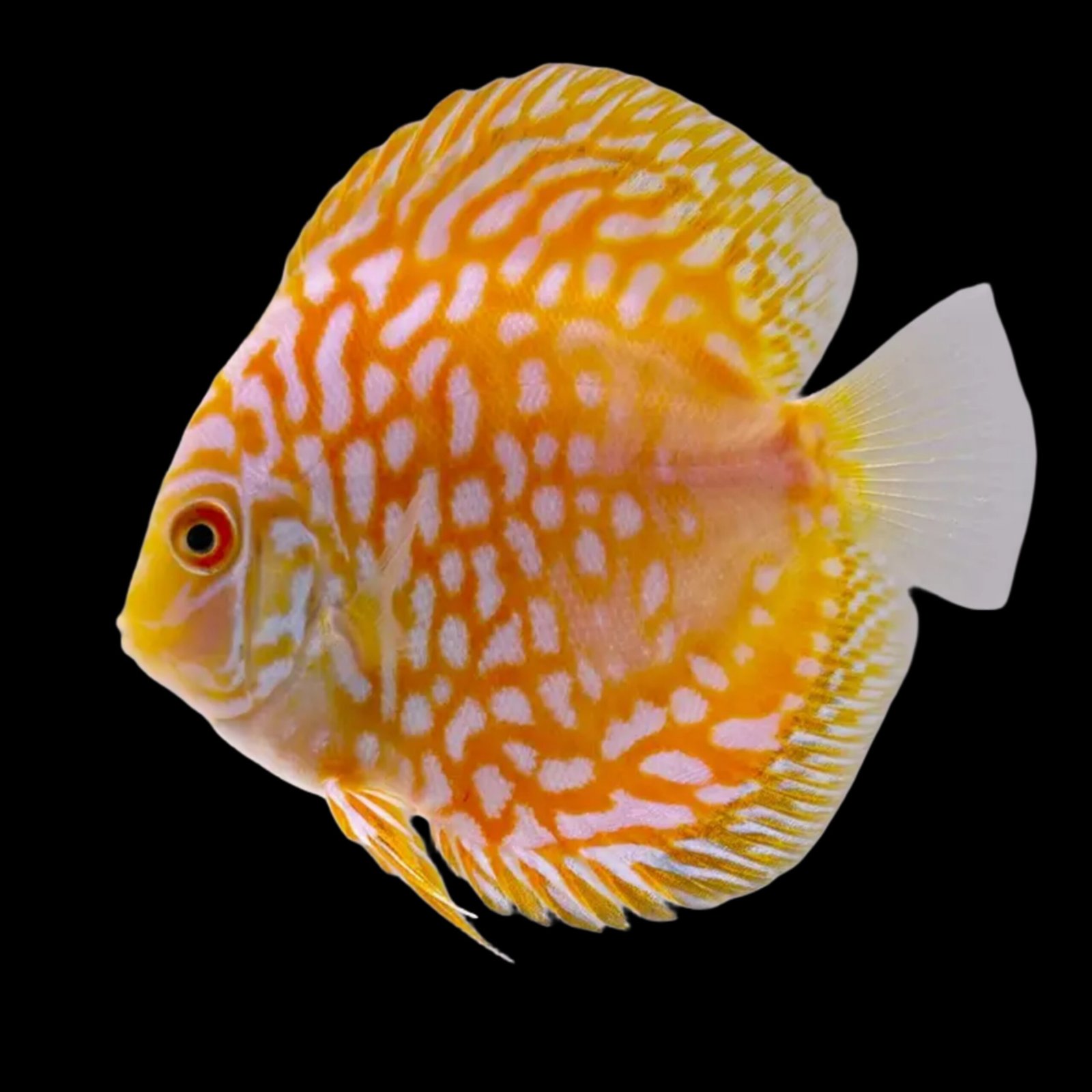 Picsart_25-11-18_09-16-48-058