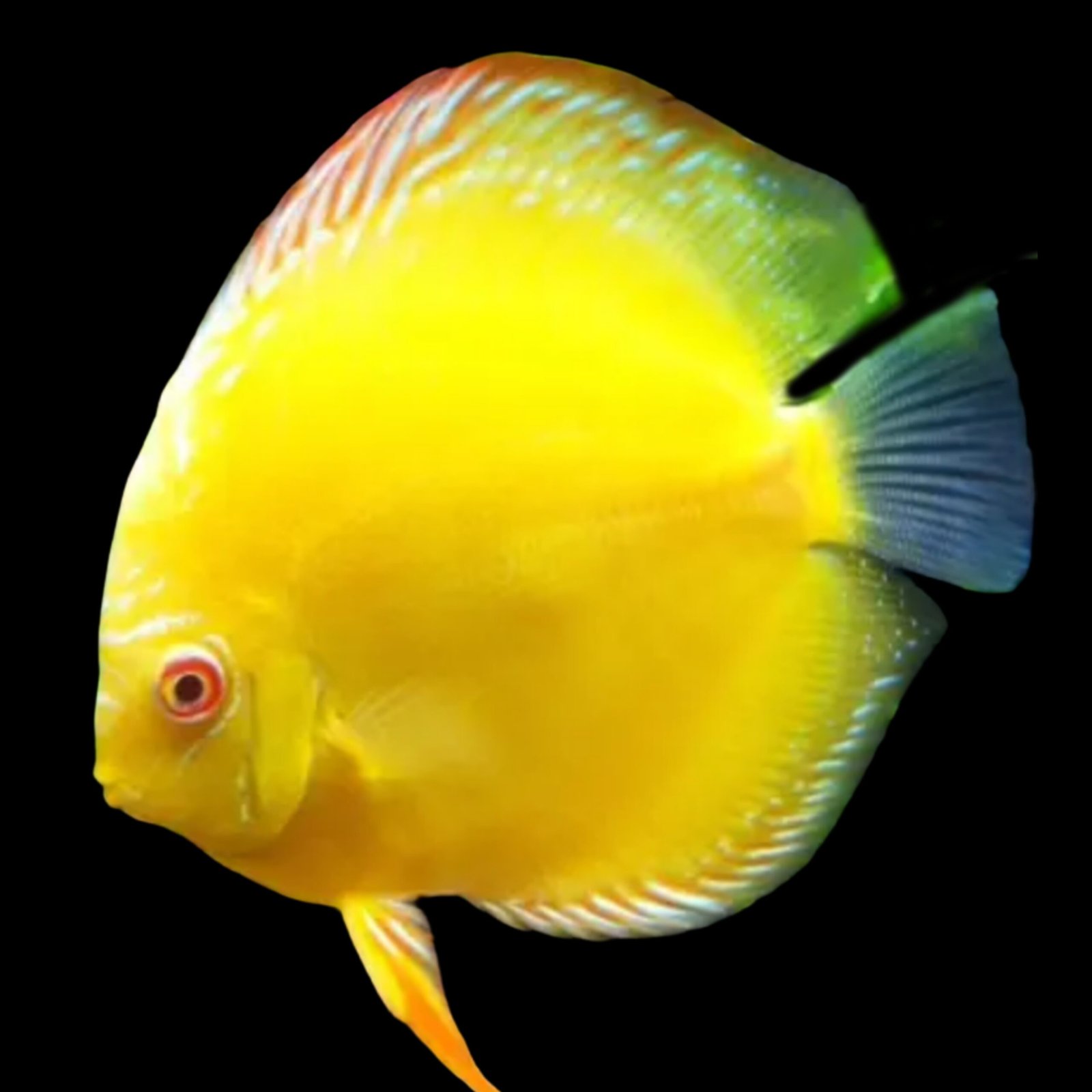 Picsart_25-11-18_09-21-45-579