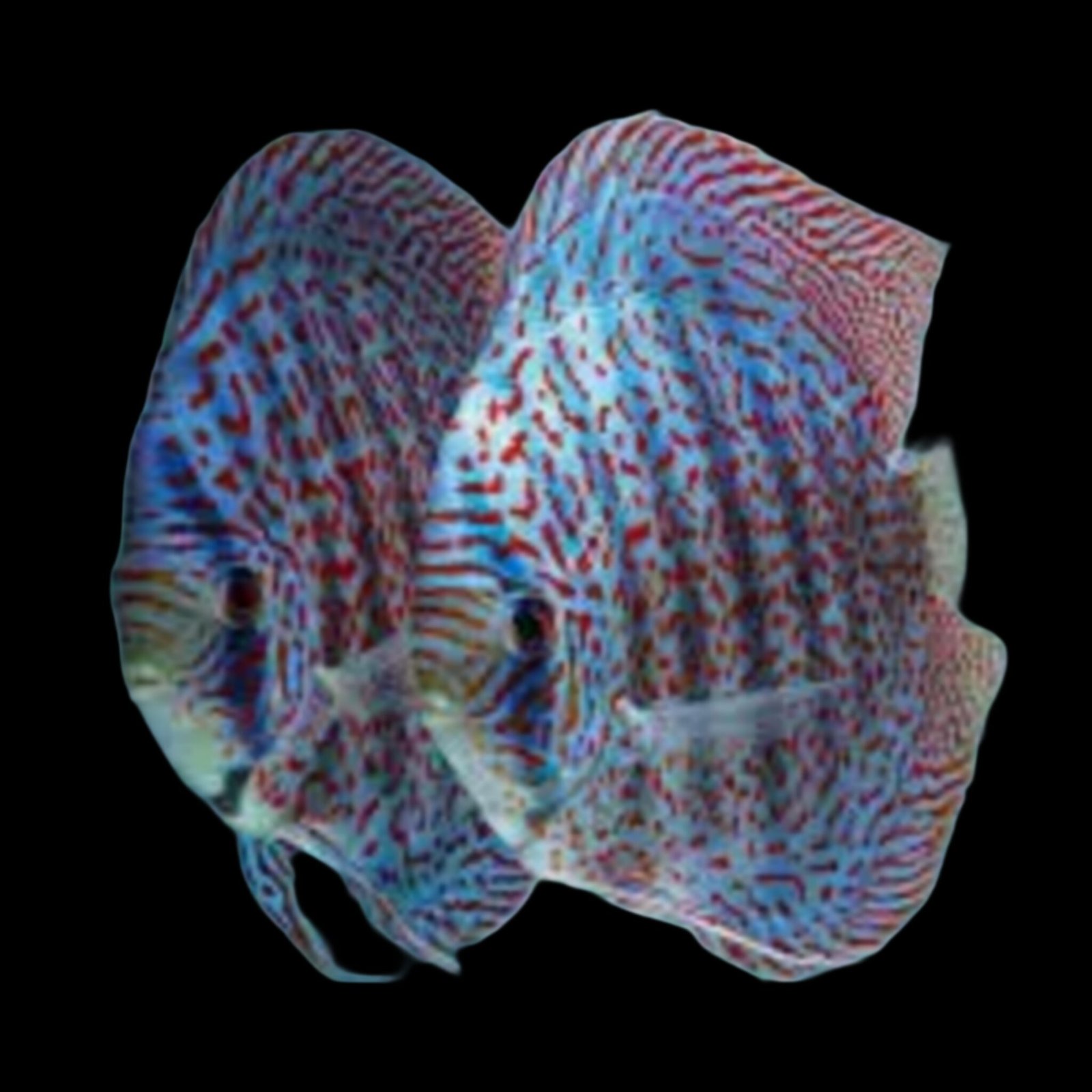 (F31) Mosaic Leopard Discus Fish (Symphysodon aequifasciatus) – SNK ...