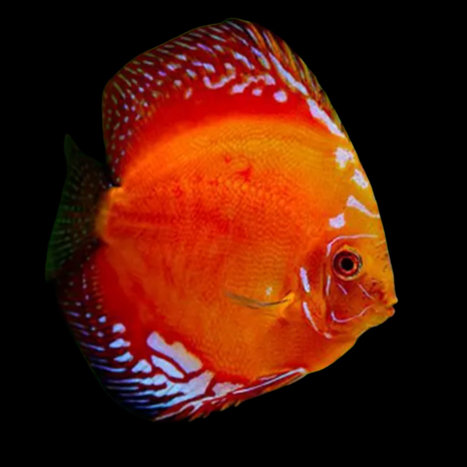 Picsart_25-11-18_09-35-28-401