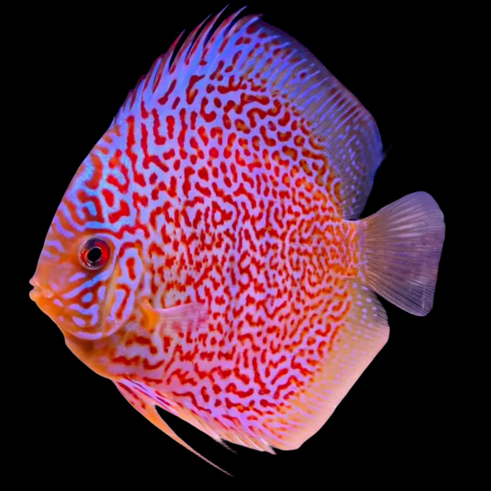 Picsart_25-11-18_09-42-09-513