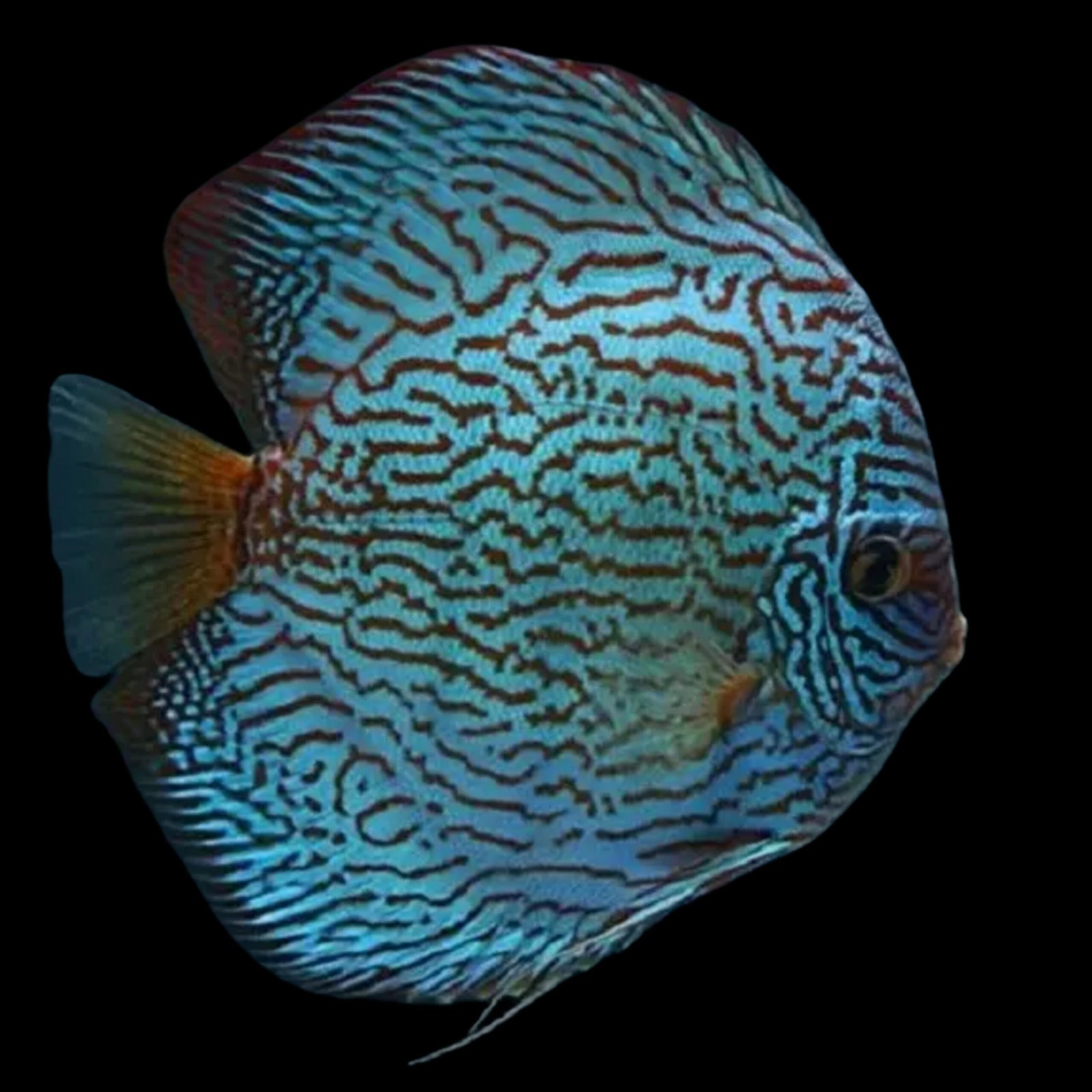 Picsart_25-11-18_17-50-03-190